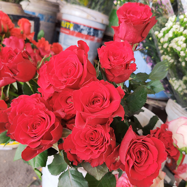 Hoa hồng đỏ (5 bông)